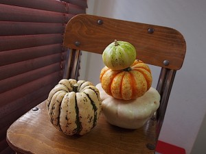 かぼちゃを並べる