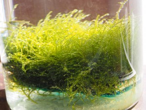 簡単につくったボトルアクアの光合成
