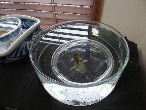 寒くなったので水合わせ
