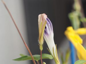 しぼんでる花、青紫−２