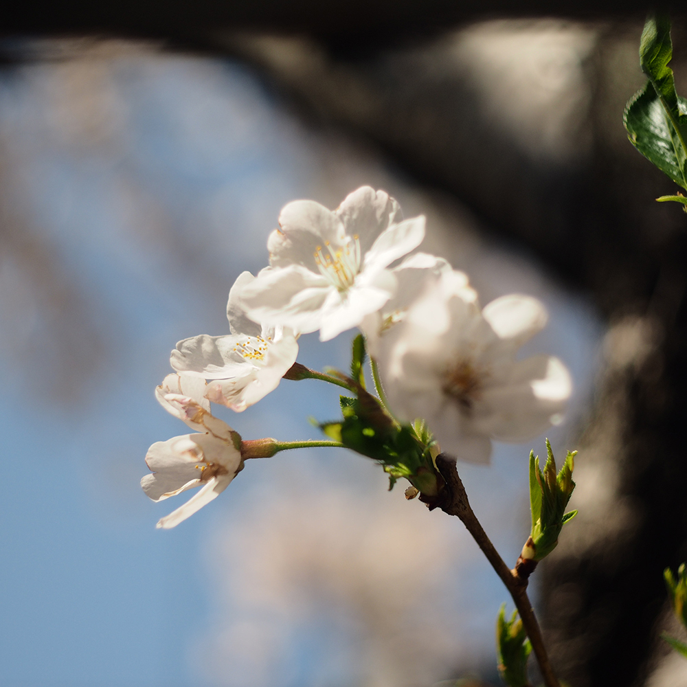 桜−01