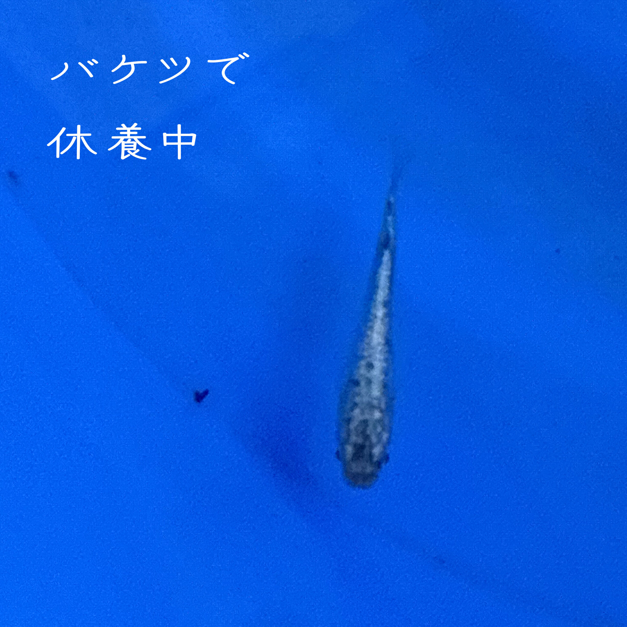 ブルーバケツ、サボテンメダカ