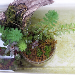 サボテン白プランター、寄せ植え２、5日目