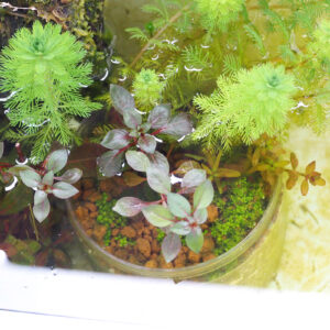 寄せ植え2、11日後