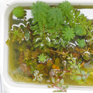 寄せ植え１、サボテン白プランター