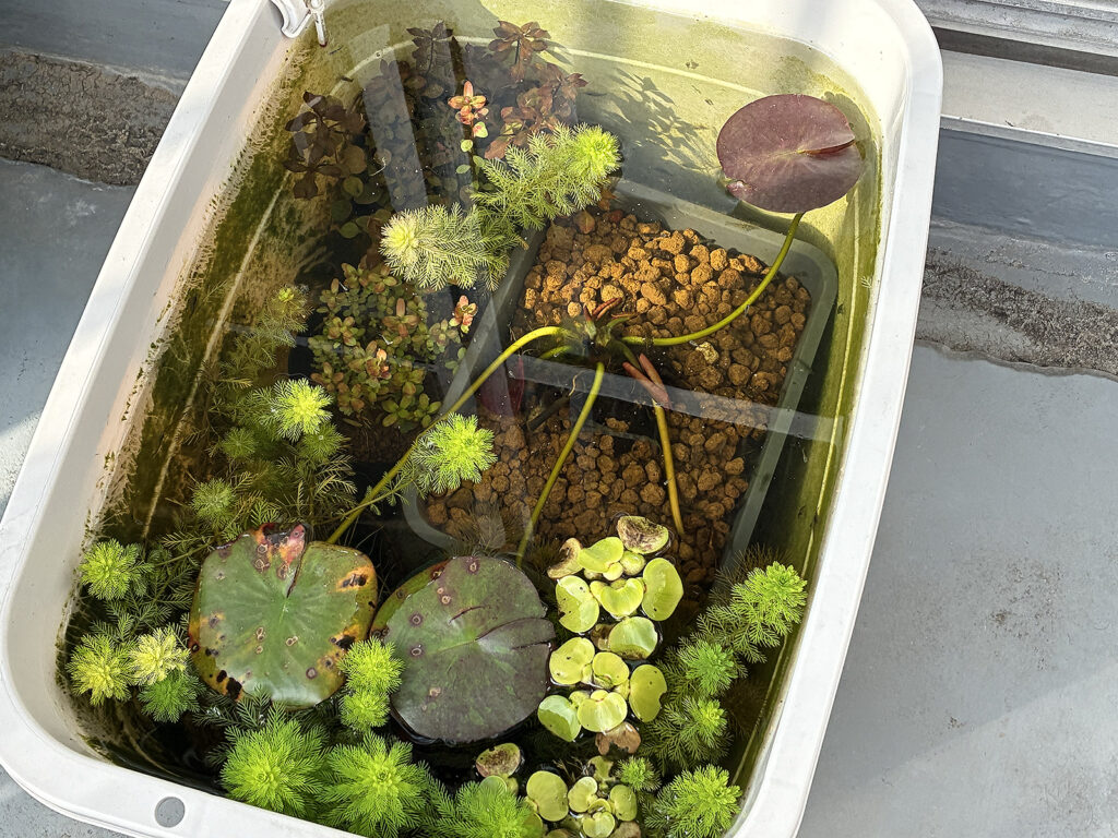 36リットル白タライ