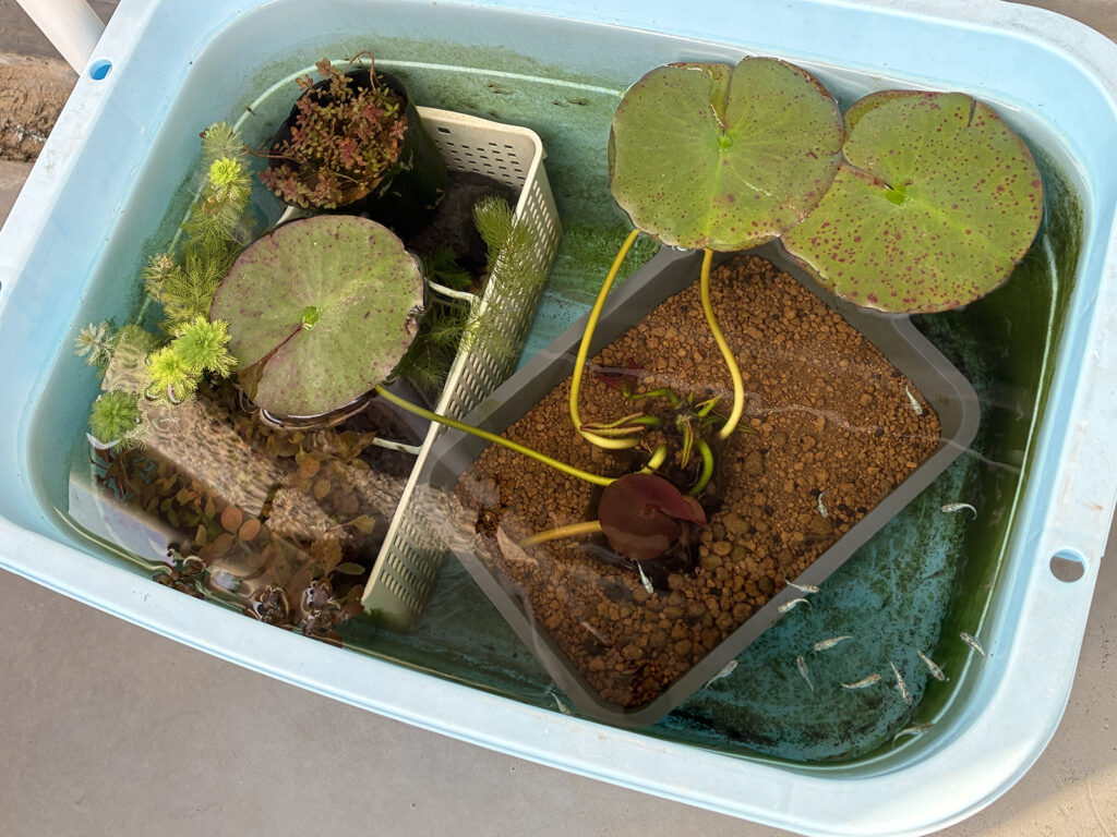 36リットル青タライ