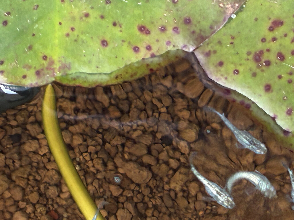 36リットル青タライ、サボテン稚魚