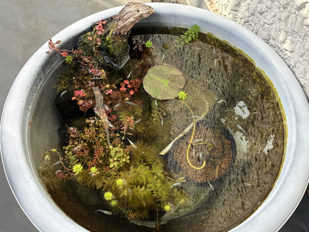 24リットル睡蓮鉢