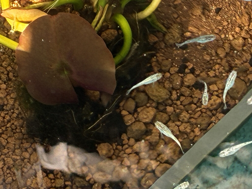 36青タライのサボテンメダカ