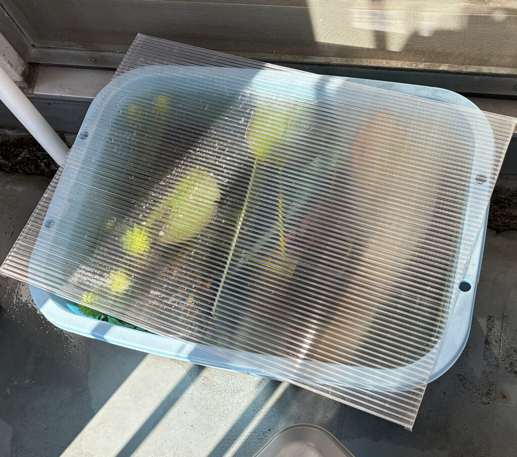 越冬のためのフタ