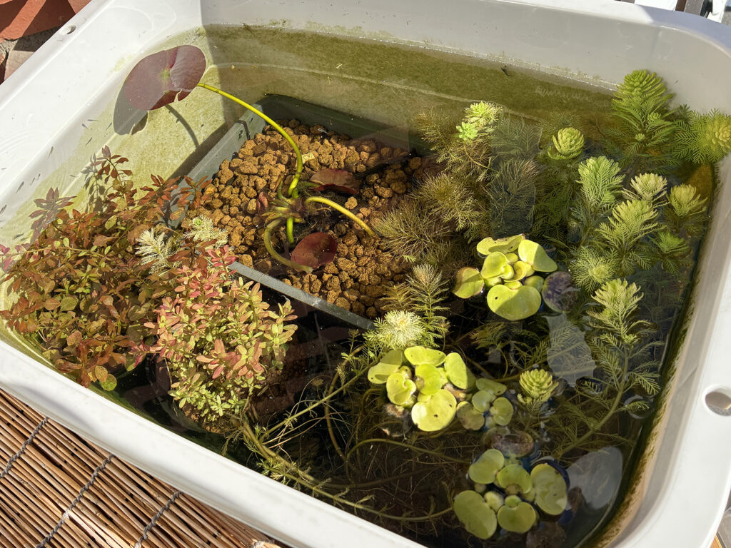 36白タライ、針子