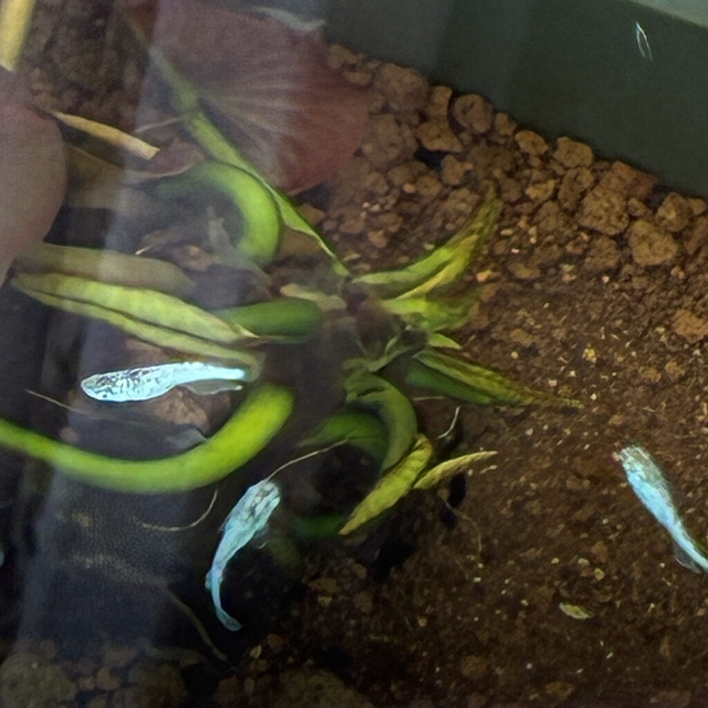 25年12月30日のメダカ3匹と睡蓮