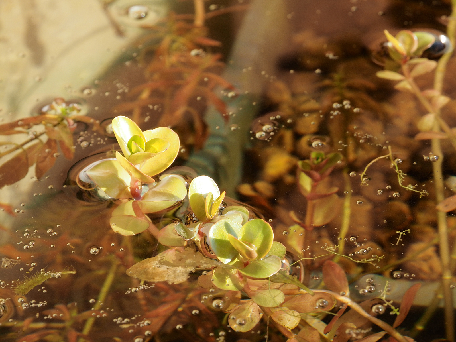 ロタラ水面突破、白タライ