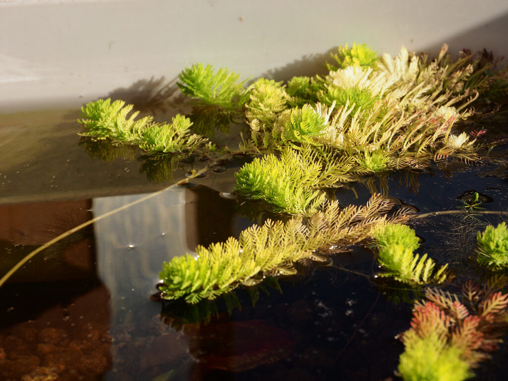 1/27白タライ、オレンジミリオフィラム