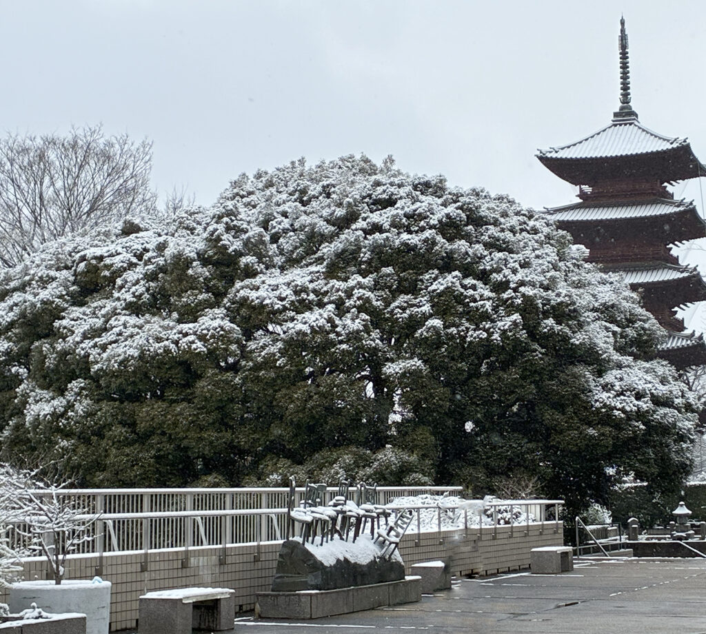 雪、本門寺五重塔