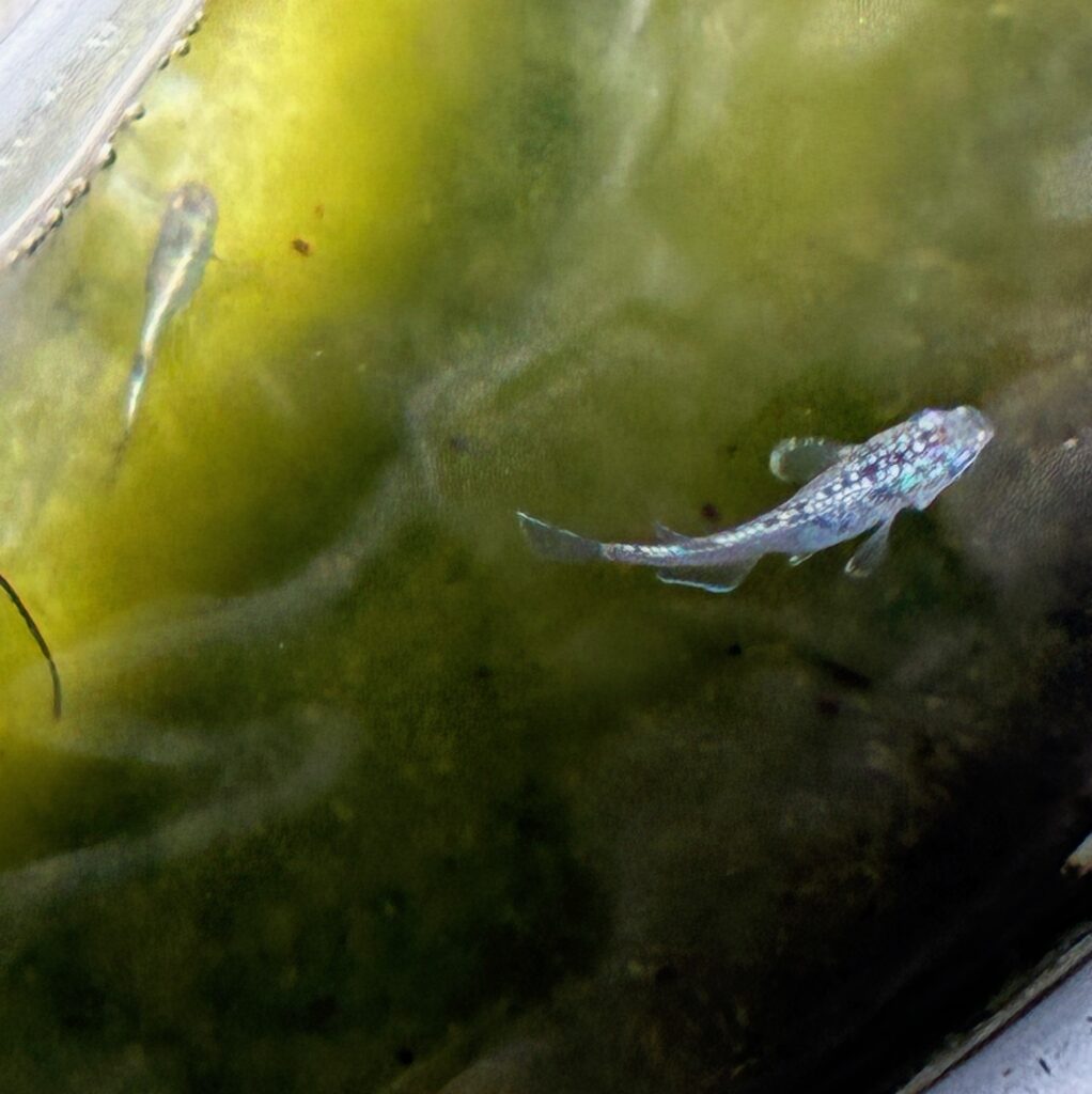 メダカ、サボテン