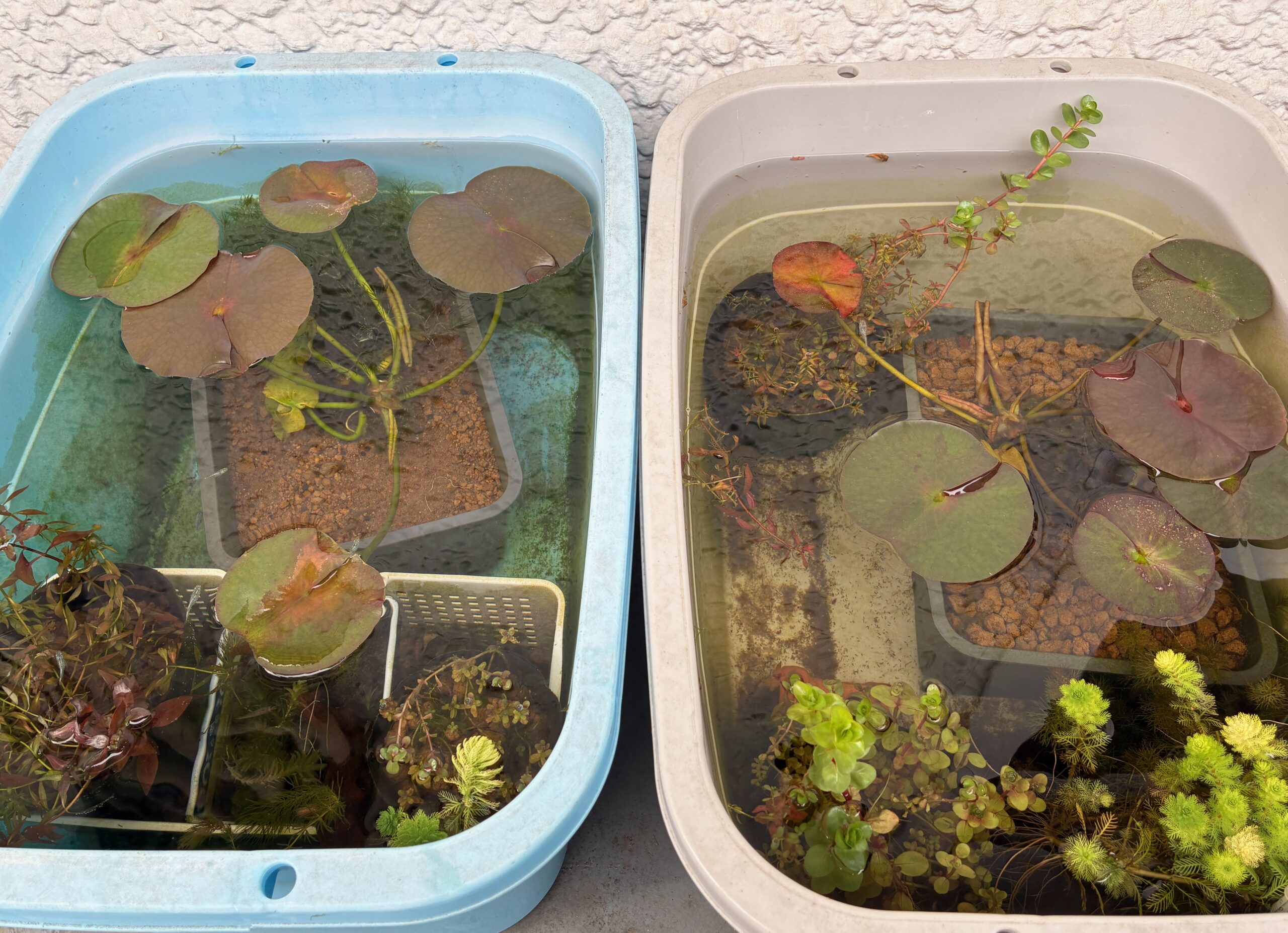 青タライ、白タライ