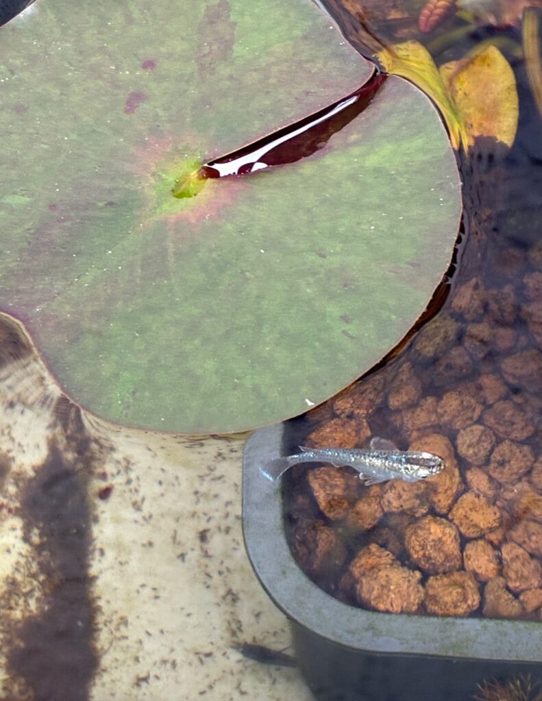 睡蓮の葉とメダカ