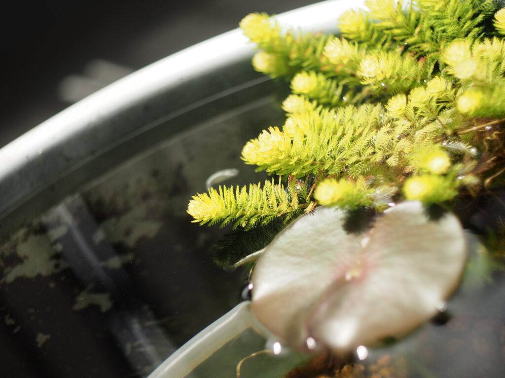 睡蓮鉢、ミリオフィラム