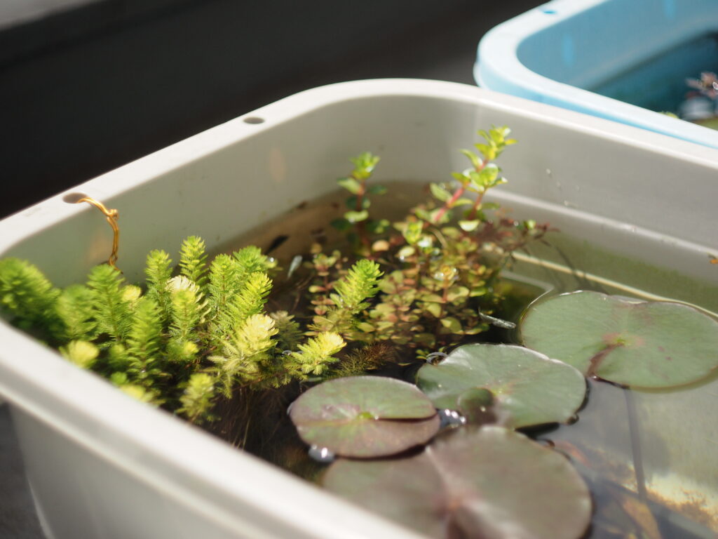 36リットル白タライ、睡蓮、ミリオフィラム、ロタラ