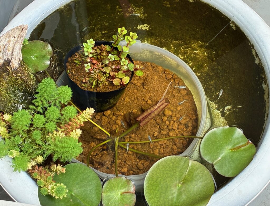 睡蓮鉢、睡蓮、メダカ、水草