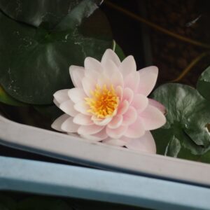 睡蓮バンコク・キャンディ