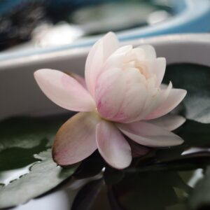 睡蓮バンコクキャンディ