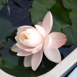 睡蓮バンコクキャンディ