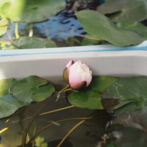 睡蓮のつぼみ