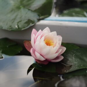 睡蓮のつぼみ