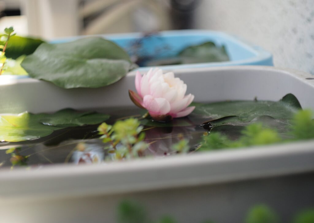 睡蓮、ピンク、斑入り