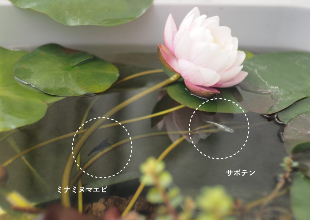 睡蓮、メダカ、エビ