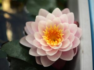 バンコク・キャンディ