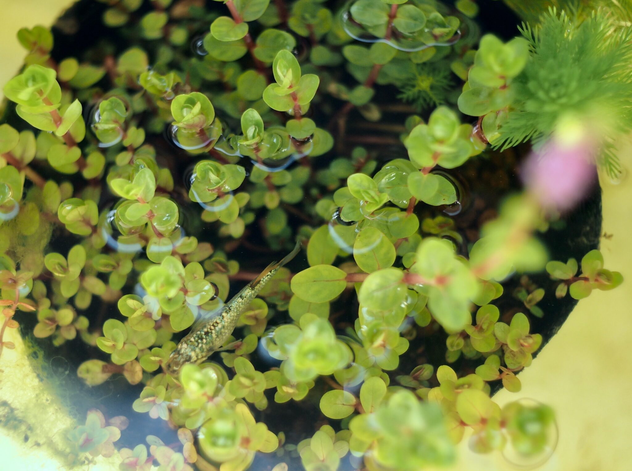 ロタラの水草ポット、ギラティナ