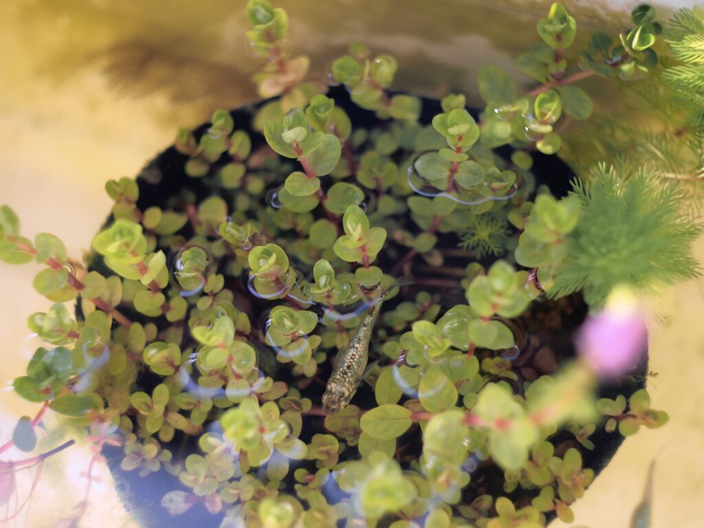 ロタラの水草ポット、ギラティナ