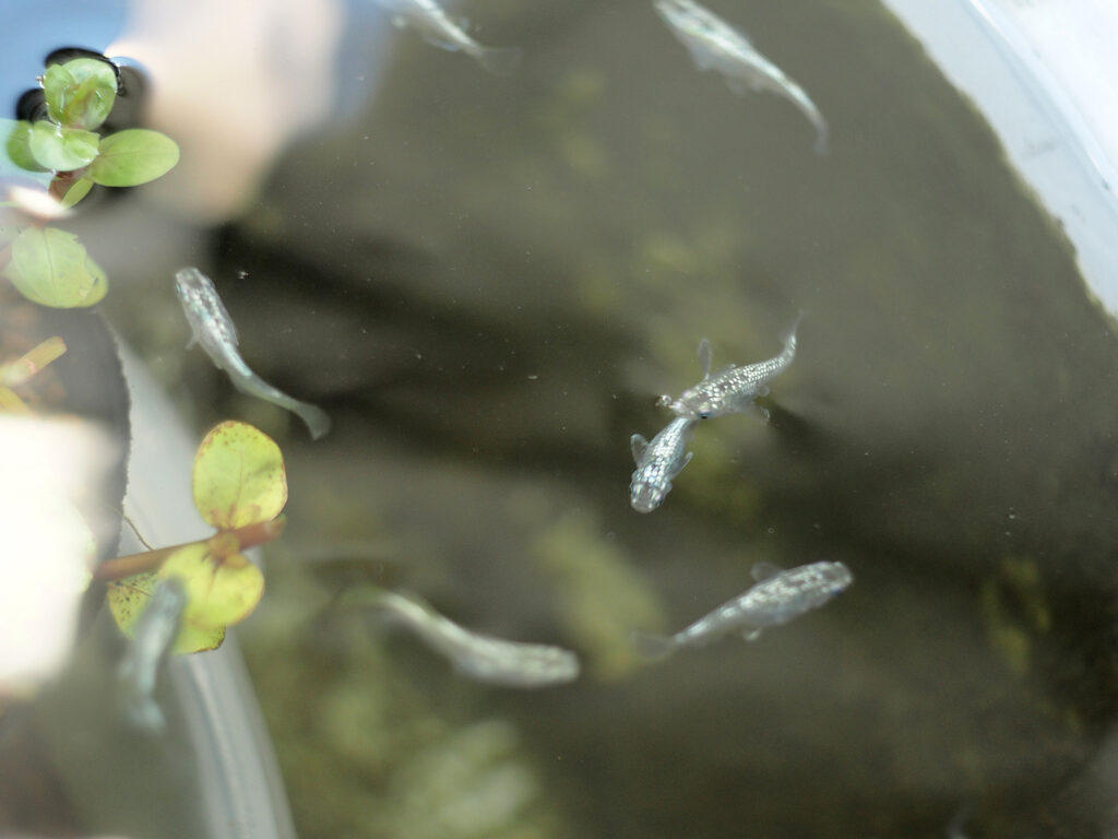メダカ、サボテン