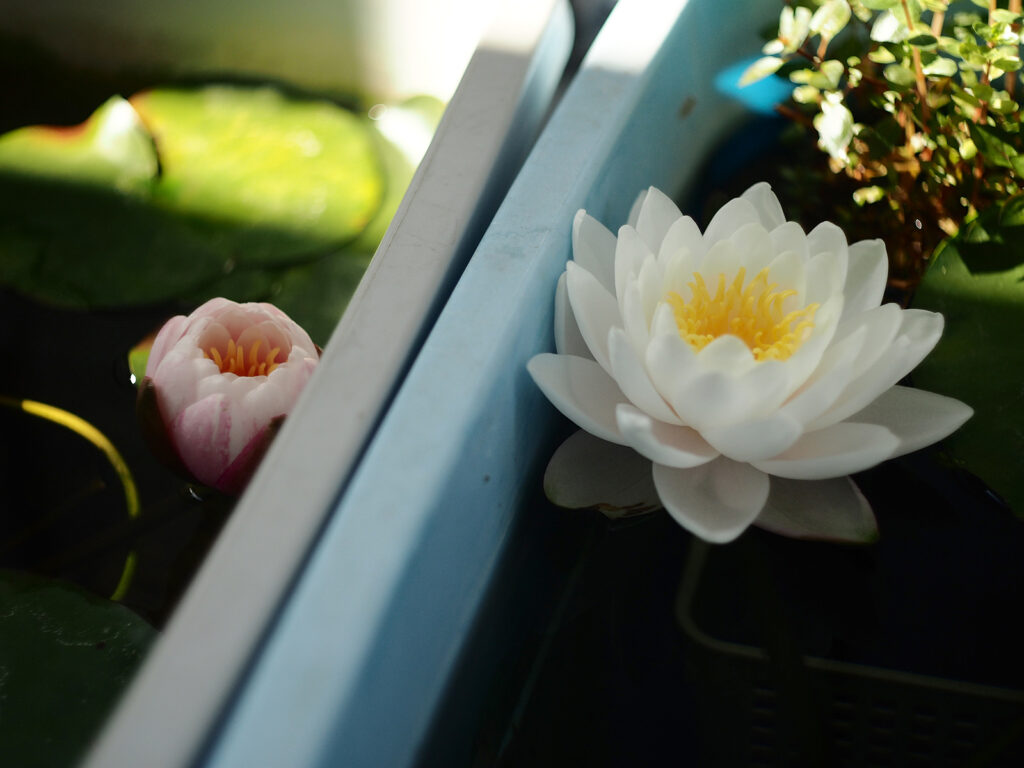 白い睡蓮、バンコクキャンディ