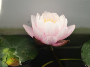 睡蓮バンコクキャンディ