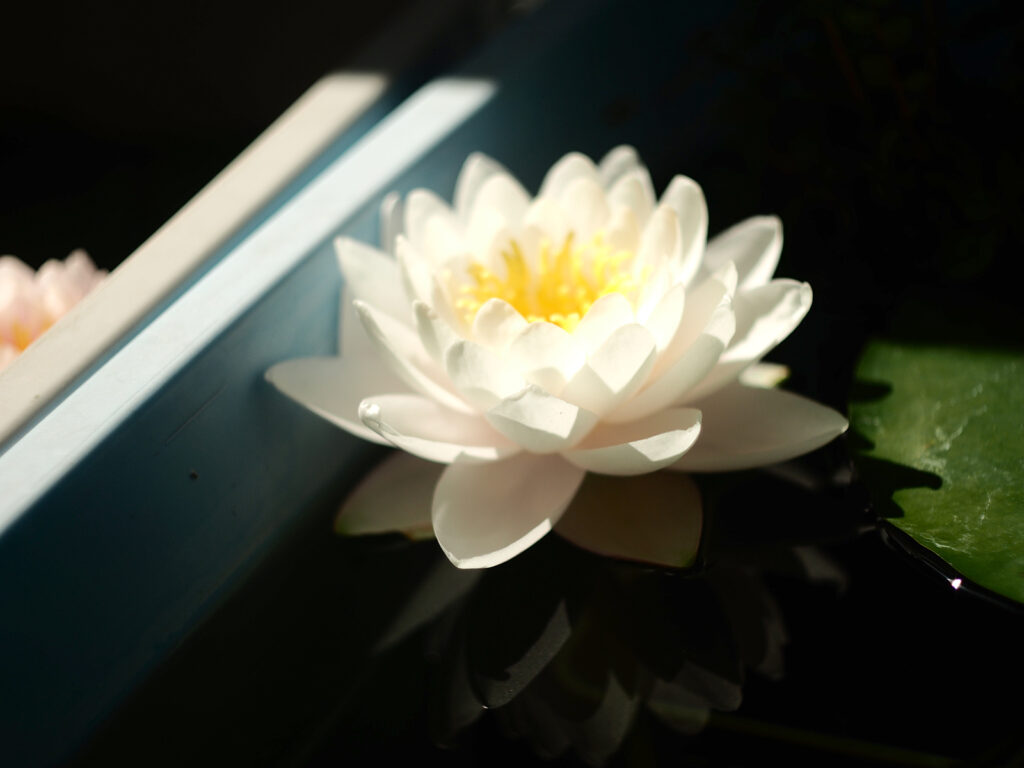 白い睡蓮