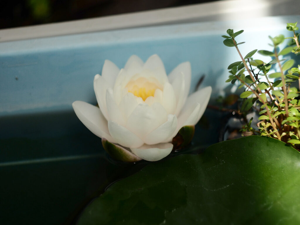白い睡蓮