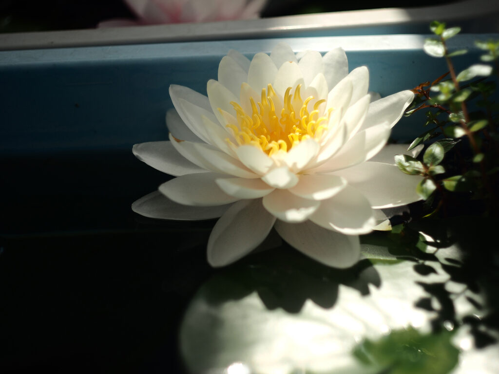 白い睡蓮