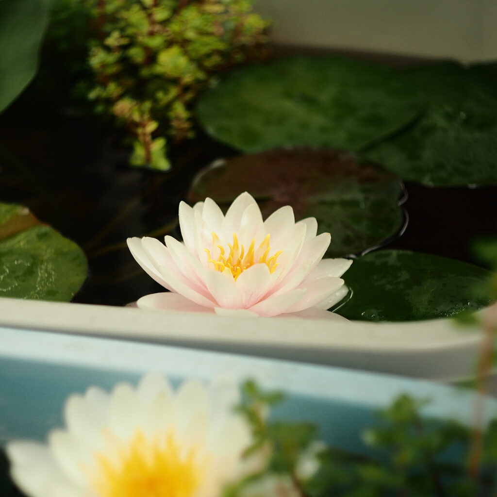 白い睡蓮、バンコクキャンディ