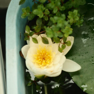 白い睡蓮