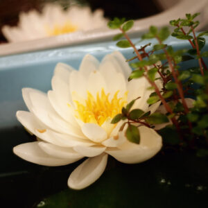 白い睡蓮