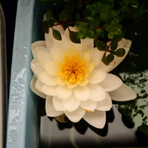 白い睡蓮