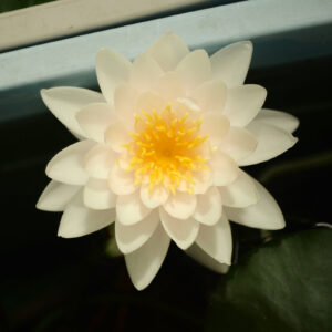 白い睡蓮