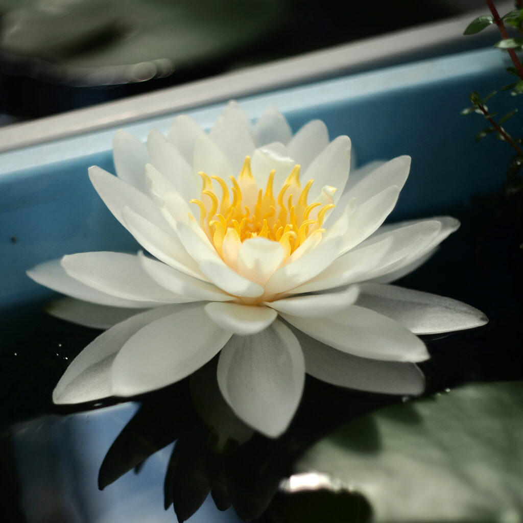 白い睡蓮