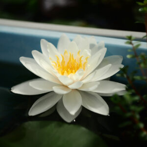 白い睡蓮
