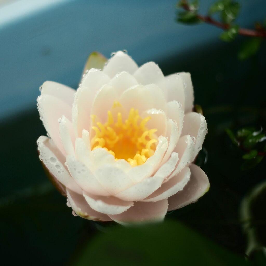 白い睡蓮